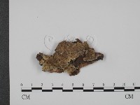 登錄號:F0007331藏品圖，第1張