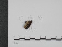 登錄號:F0007335藏品圖，第1張