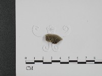 登錄號:F0007335藏品圖，第3張