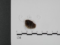 登錄號:F0007336藏品圖，第1張