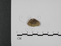 登錄號:F0007336藏品圖，第3張