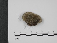 登錄號:F0007337藏品圖，第3張