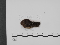 登錄號:F0007338藏品圖，第1張