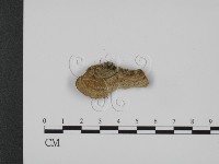 登錄號:F0007338藏品圖，第3張