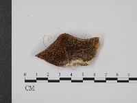 登錄號:F0007339藏品圖，第1張