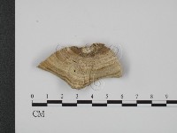 登錄號:F0007339藏品圖，第3張