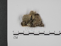 登錄號:F0007341藏品圖，第1張