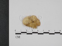 登錄號:F0007345藏品圖，第1張