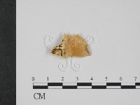 登錄號:F0007346藏品圖，第3張
