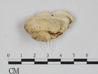 登錄號:F0007349藏品圖，第1張