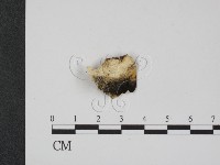 登錄號:F0007350藏品圖，第1張