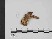 登錄號:F0007351藏品圖，第3張