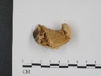 登錄號:F0007354藏品圖，第3張