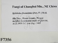 登錄號:F0007356藏品圖，第2張