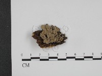 登錄號:F0007356藏品圖，第1張