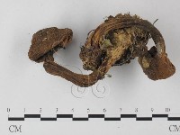 登錄號:F0007361藏品圖，第1張