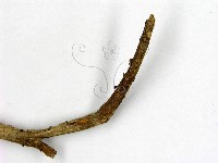 登錄號:F0007362藏品圖，第3張