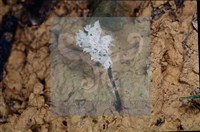 炭角菌屬藏品圖，第4張