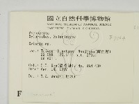 炭角菌屬藏品圖，第2張