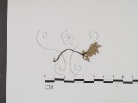 炭角菌屬藏品圖，第1張