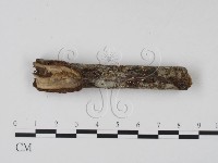 登錄號:F0007368藏品圖，第4張