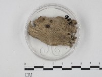 登錄號:F0007369藏品圖，第1張