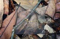 登錄號:F0007370藏品圖，第3張