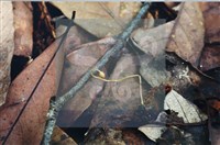 登錄號:F0007370藏品圖，第4張