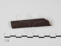 登錄號:F0007377藏品圖，第3張