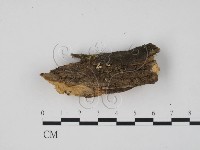 登錄號:F0007378藏品圖，第1張
