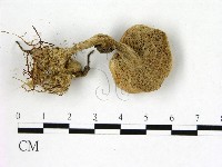 登錄號:F0007379藏品圖，第3張