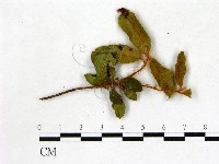登錄號:F0007380藏品圖，第3張