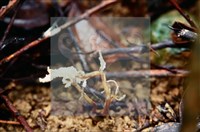 登錄號:F0007382藏品圖，第4張