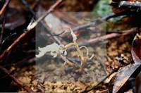 登錄號:F0007382藏品圖，第5張