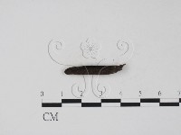 登錄號:F0007386藏品圖，第1張