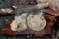 登錄號:F0007389藏品圖，第4張