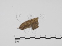 登錄號:F0007390藏品圖，第1張