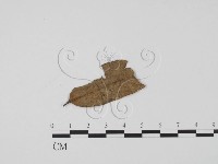 登錄號:F0007390藏品圖，第3張