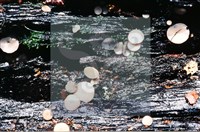 登錄號:F0007391藏品圖，第4張