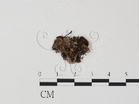 登錄號:F0007392藏品圖，第1張