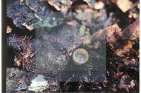 登錄號:F0007392藏品圖，第4張