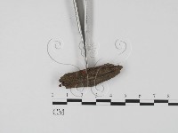 登錄號:F0007393藏品圖，第3張