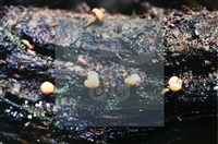 登錄號:F0007393藏品圖，第4張