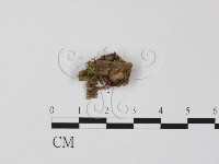 登錄號:F0007395藏品圖，第1張