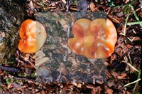 登錄號:F0007395藏品圖，第3張