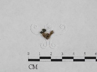 登錄號:F0007396藏品圖，第1張