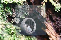 登錄號:F0007398藏品圖，第4張