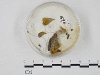 登錄號:F0007399藏品圖，第1張