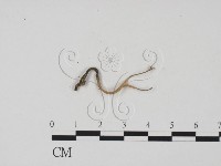 炭角菌屬藏品圖，第1張