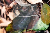 Accession Number:F0007403 Collection Image, Figure 3, Total 3 Figures